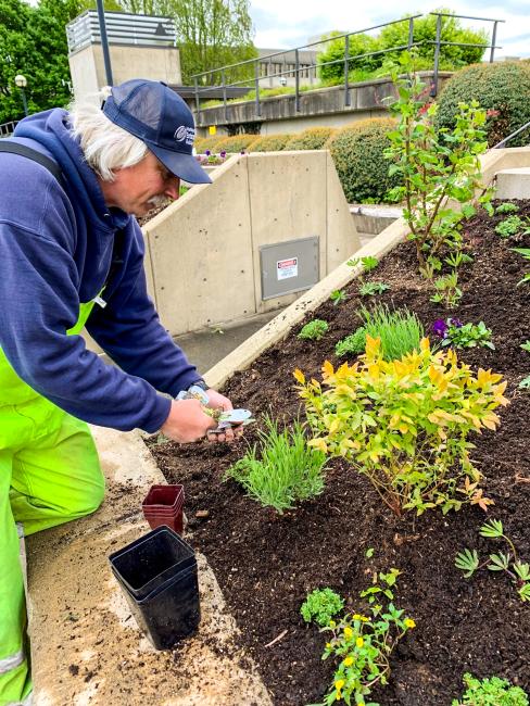 DES staff person bends over the garden to plant starter flowers and plants